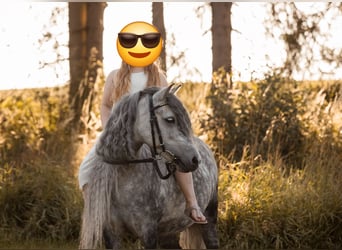 Welsh-A Mix, Stute, 13 Jahre, 118 cm, Apfelschimmel