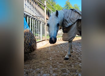 Welsh-A, Stute, 13 Jahre, 120 cm, Schimmel