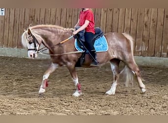 Welsh-A, Stute, 13 Jahre, 122 cm, Rotschimmel