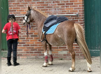 Welsh-A, Stute, 13 Jahre, 122 cm, Rotschimmel