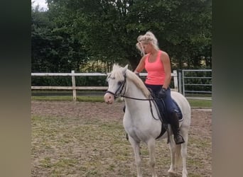 Welsh-A, Stute, 13 Jahre, 124 cm, Schimmel