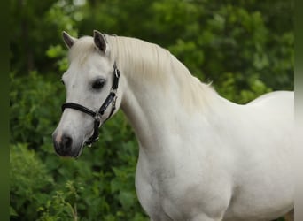 Welsh-A, Stute, 13 Jahre, 124 cm, Schimmel
