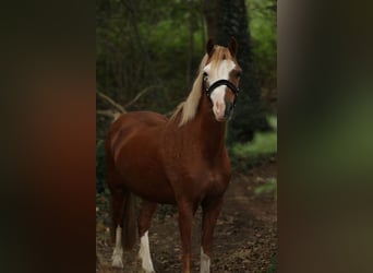 Welsh-A, Stute, 13 Jahre, 125 cm, Fuchs