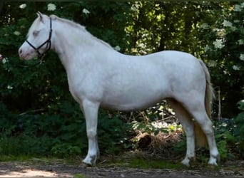 Welsh-A, Stute, 14 Jahre, 115 cm, Cremello