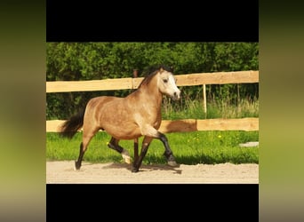 Welsh-A, Stute, 14 Jahre, 117 cm, Buckskin