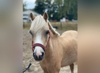Welsh-A, Stute, 14 Jahre, 120 cm, Palomino