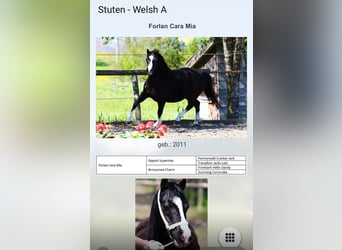Welsh-A, Stute, 14 Jahre, 120 cm, Rappe