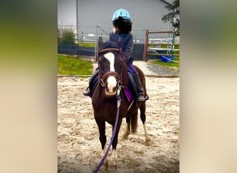 Welsh-A, Stute, 14 Jahre, 120 cm, Rappe