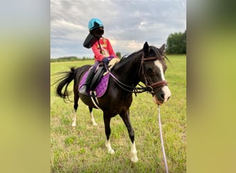 Welsh-A, Stute, 14 Jahre, 120 cm, Rappe