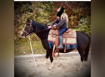 Welsh-A, Stute, 14 Jahre, 120 cm, Rappe