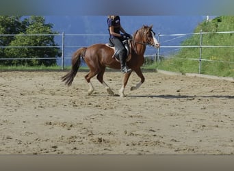 Welsh-A, Stute, 14 Jahre, 125 cm, Fuchs