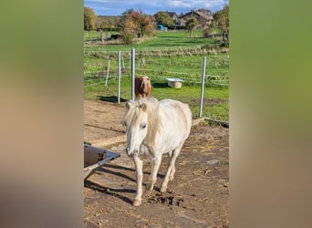 Welsh-A Mix, Stute, 15 Jahre, 110 cm, Fliegenschimmel