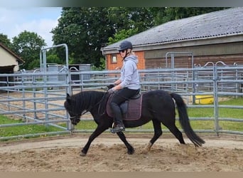 Welsh-A, Stute, 15 Jahre, 117 cm, Rappe