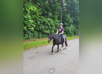 Welsh-A, Stute, 15 Jahre, 117 cm, Rappe
