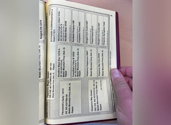 Welsh-A, Stute, 15 Jahre, 118 cm, Brauner