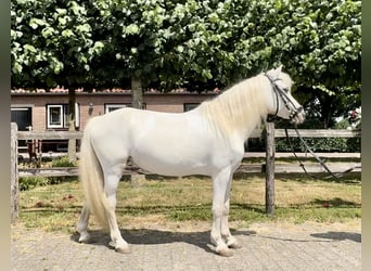 Welsh-A, Stute, 15 Jahre, 118 cm, Schimmel