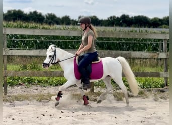 Welsh-A, Stute, 15 Jahre, 118 cm, Schimmel