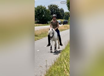 Welsh-A, Stute, 15 Jahre, 118 cm, Schimmel