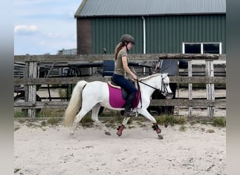 Welsh-A, Stute, 15 Jahre, 118 cm, Schimmel