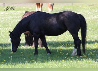 Welsh-A, Stute, 15 Jahre, 120 cm, Rappe