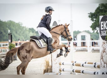 Welsh-A, Stute, 15 Jahre, 124 cm, Dunkelfuchs