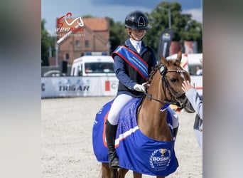 Welsh-A, Stute, 15 Jahre, 124 cm, Dunkelfuchs