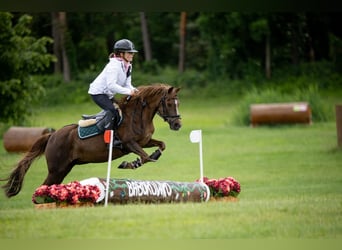 Welsh-A, Stute, 15 Jahre, 124 cm, Dunkelfuchs