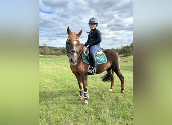 Welsh-A, Stute, 15 Jahre, 124 cm, Dunkelfuchs