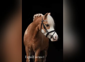 Welsh-A, Stute, 16 Jahre, 116 cm, Palomino
