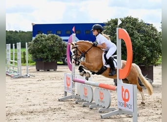 Welsh-A, Stute, 16 Jahre, 116 cm, Palomino