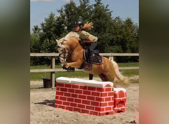 Welsh-A, Stute, 16 Jahre, 116 cm, Palomino