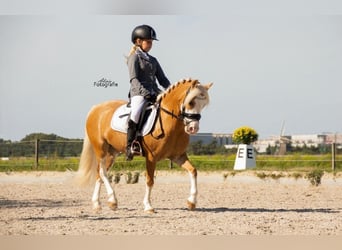Welsh-A, Stute, 16 Jahre, 116 cm, Palomino