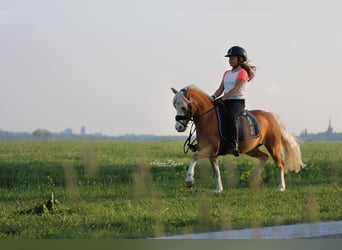 Welsh-A, Stute, 16 Jahre, 116 cm, Palomino