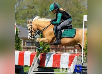 Welsh-A, Stute, 16 Jahre, 116 cm, Palomino