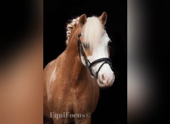 Welsh-A, Stute, 16 Jahre, 116 cm, Palomino