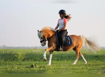Welsh-A, Stute, 16 Jahre, 116 cm, Palomino