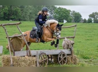 Welsh-A, Stute, 16 Jahre, 116 cm, Palomino