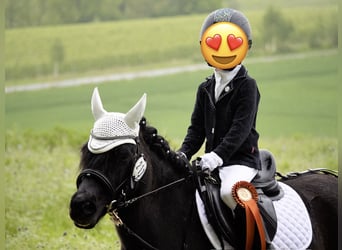 Welsh-A, Stute, 16 Jahre, 117 cm, Rappe