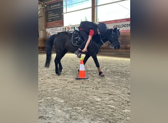Welsh-A, Stute, 16 Jahre, 117 cm, Rappe