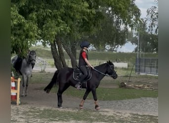 Welsh-A, Stute, 16 Jahre, 117 cm, Rappe