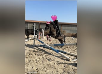 Welsh-A, Stute, 16 Jahre, 117 cm, Rappe
