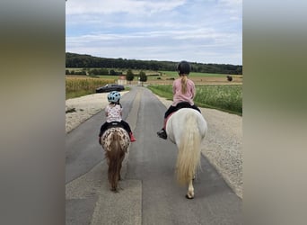 Welsh-A, Stute, 16 Jahre, 118 cm, Schimmel