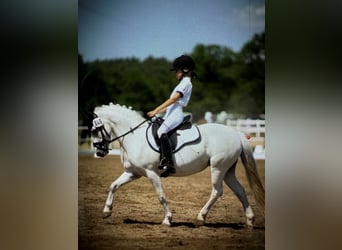Welsh-A, Stute, 16 Jahre, 121 cm, Schimmel