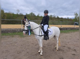 Welsh-A, Stute, 16 Jahre, 123 cm, Schimmel