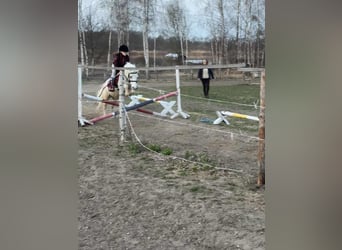 Welsh-A, Stute, 17 Jahre, 110 cm, Schimmel