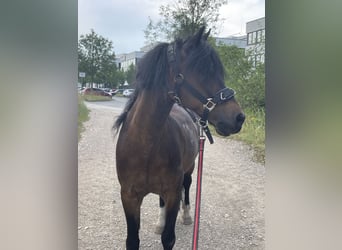 Welsh-A, Stute, 17 Jahre, 120 cm, Brauner