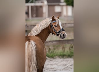Welsh-A, Stute, 17 Jahre, 120 cm, Fuchs