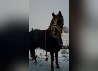 Welsh-A, Stute, 17 Jahre, 120 cm, Fuchs