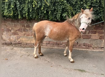 Welsh-A, Stute, 18 Jahre, 110 cm, Fuchs