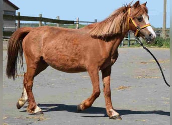 Welsh-A, Stute, 18 Jahre, 115 cm, Dunkelfuchs
